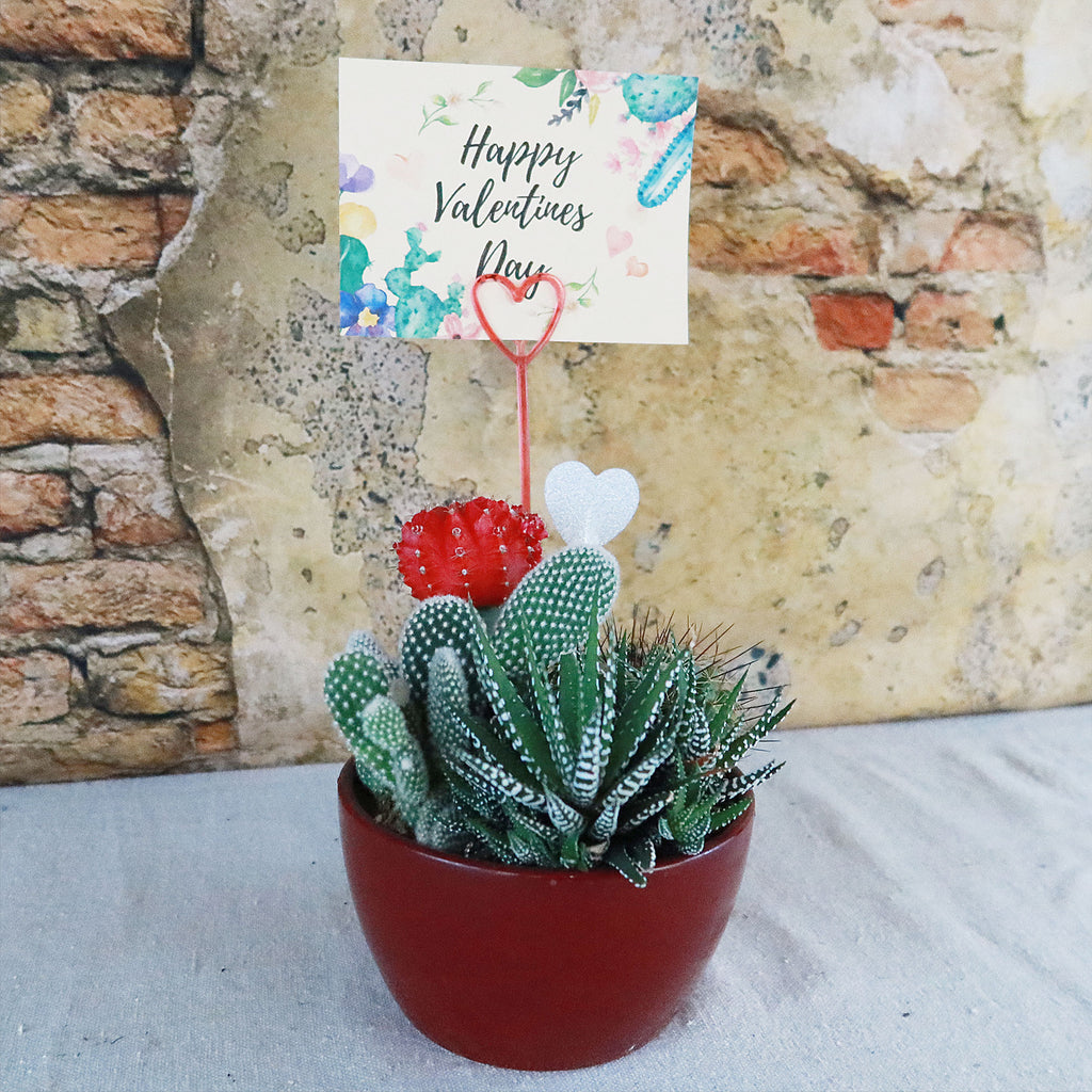 Gift 3 Cacti & 1 Succulent Assorted Ceramic Bowl Planters