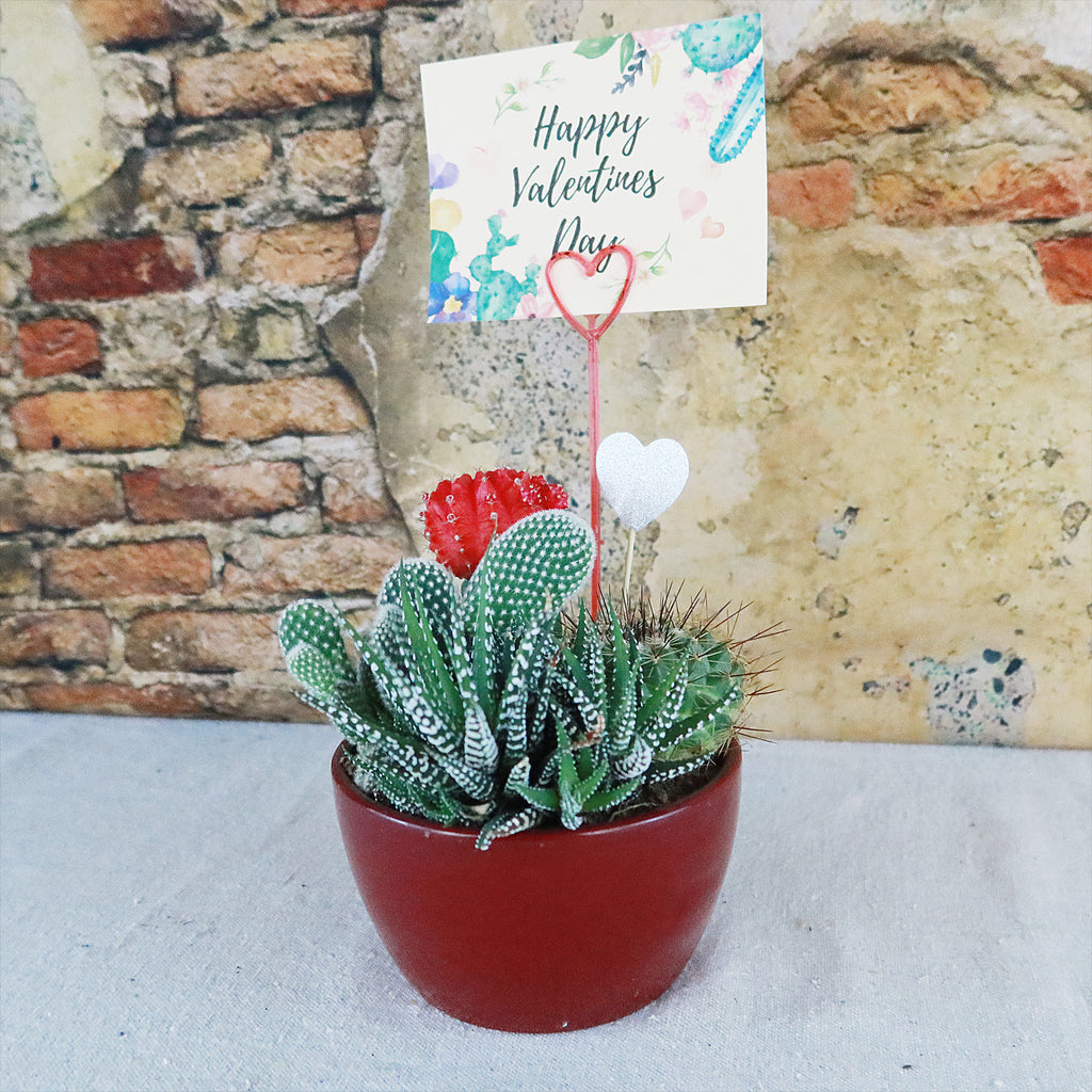 Gift 3 Cacti & 1 Succulent Assorted Ceramic Bowl Planters