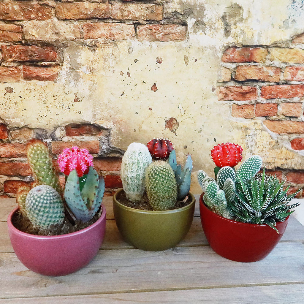 Gift 3 Cacti & 1 Succulent Assorted Ceramic Bowl Planters