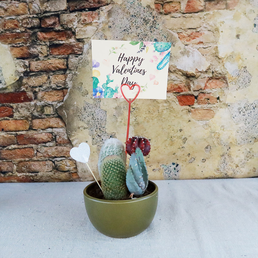 Gift 3 Cacti & 1 Succulent Assorted Ceramic Bowl Planters