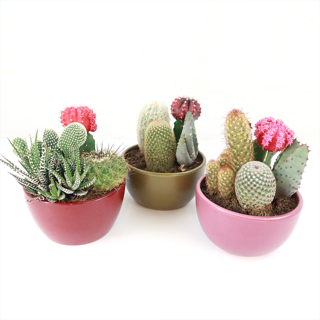 Gift 3 Cacti & 1 Succulent Assorted Ceramic Bowl Planters