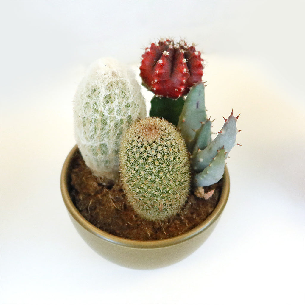 Gift 3 Cacti & 1 Succulent Assorted Ceramic Bowl Planters