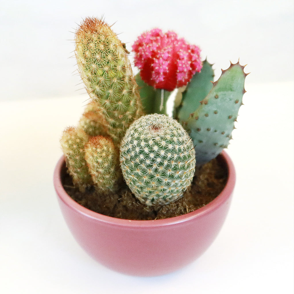Gift 3 Cacti & 1 Succulent Assorted Ceramic Bowl Planters