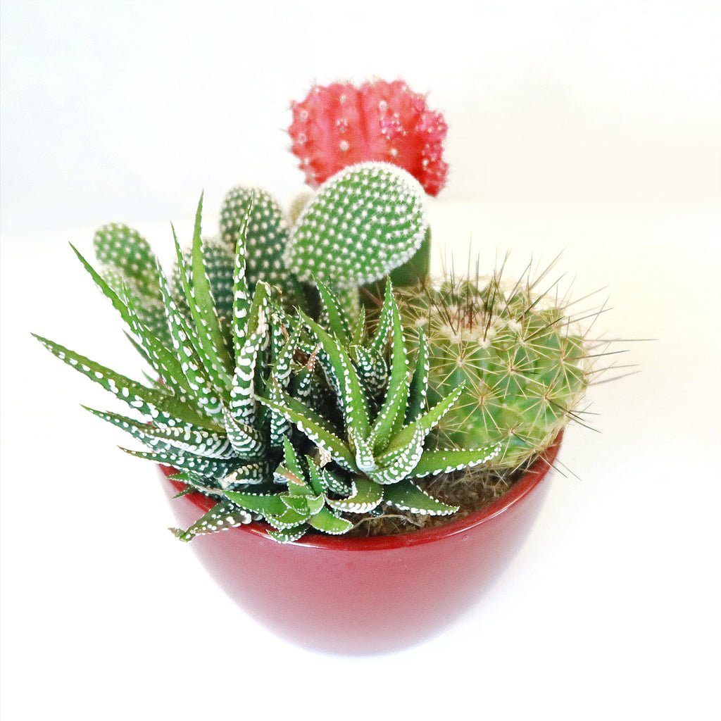 Gift 3 Cacti & 1 Succulent Assorted Ceramic Bowl Planters