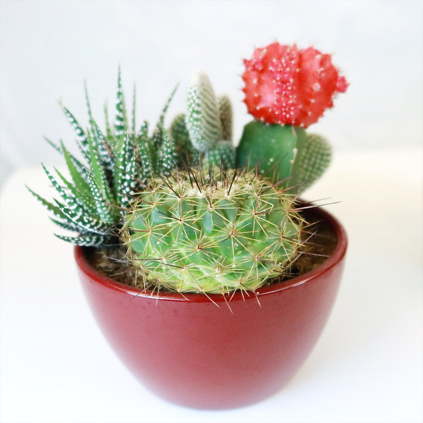 cute cactus plant pot Gift 3 Cacti & 1 Succulent Assorted Ceramic Bowl Planters – Planet Desert