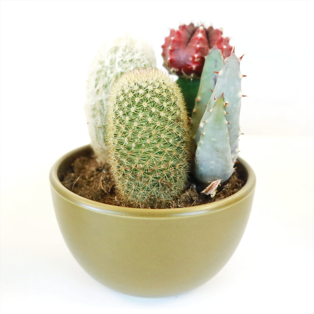 Gift 3 Cacti & 1 Succulent Assorted Ceramic Bowl Planters