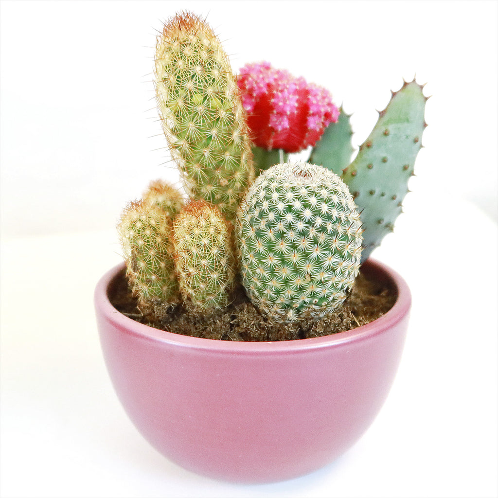 Gift 3 Cacti & 1 Succulent Assorted Ceramic Bowl Planters