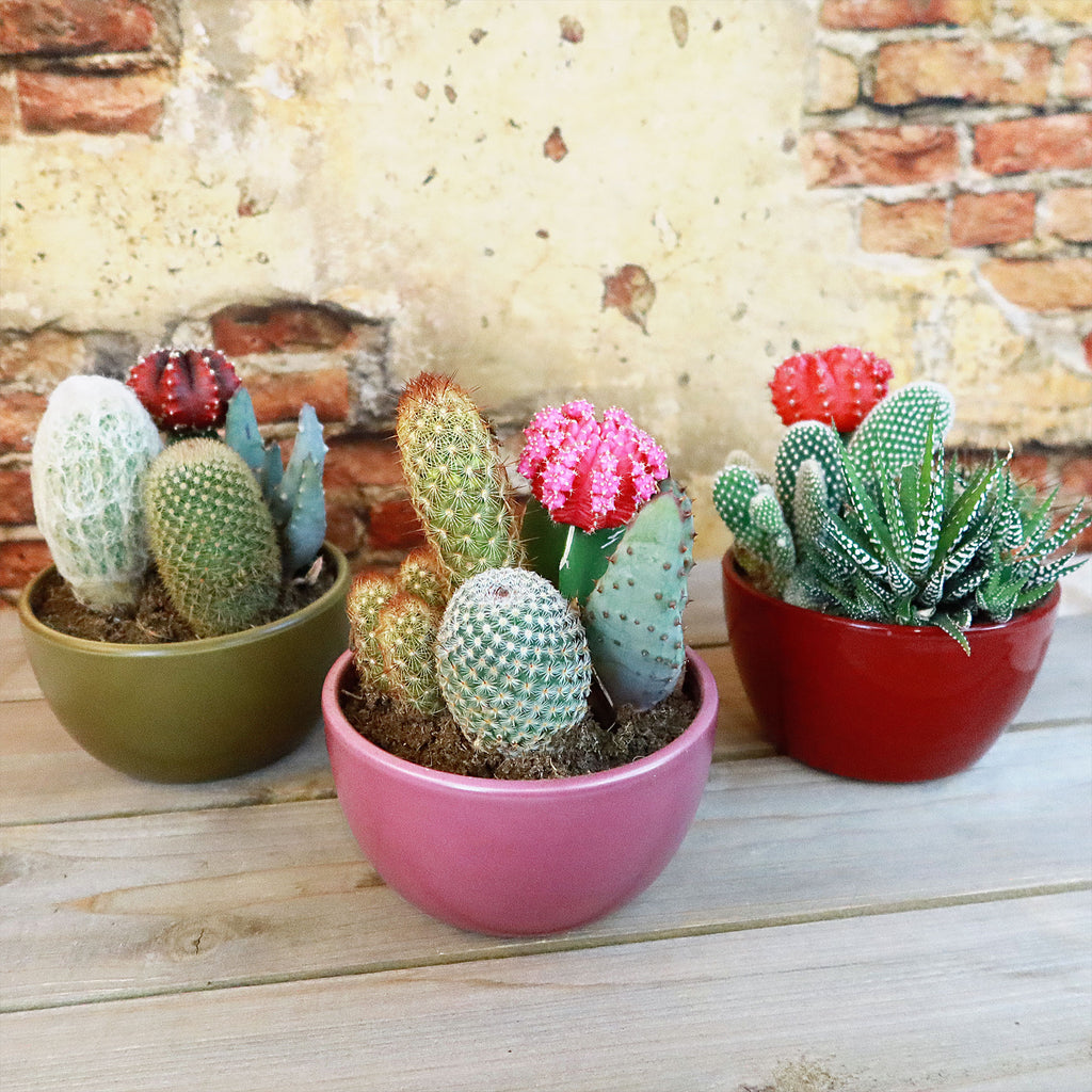 Gift 3 Cacti & 1 Succulent Assorted Ceramic Bowl Planters