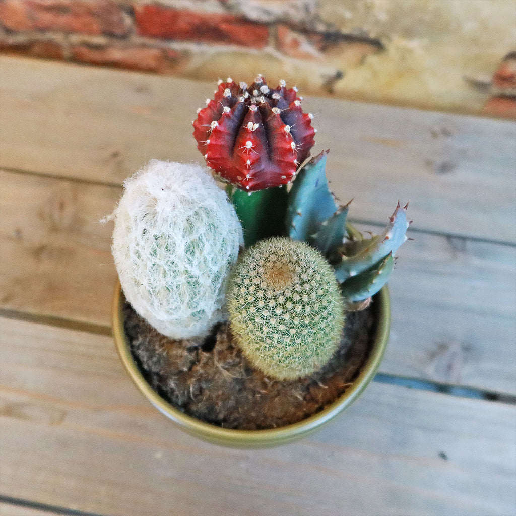 Gift 3 Cacti & 1 Succulent Assorted Ceramic Bowl Planters