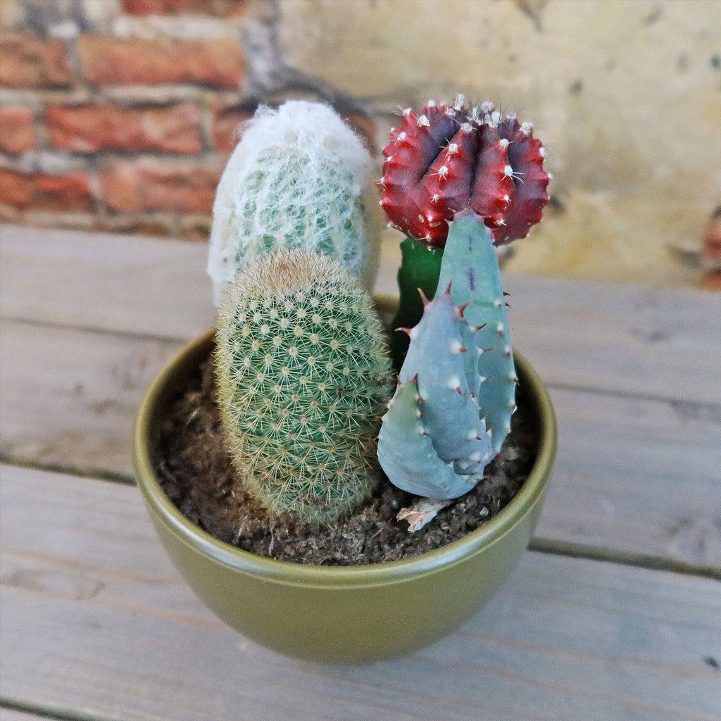 Gift 3 Cacti & 1 Succulent Assorted Ceramic Bowl Planters