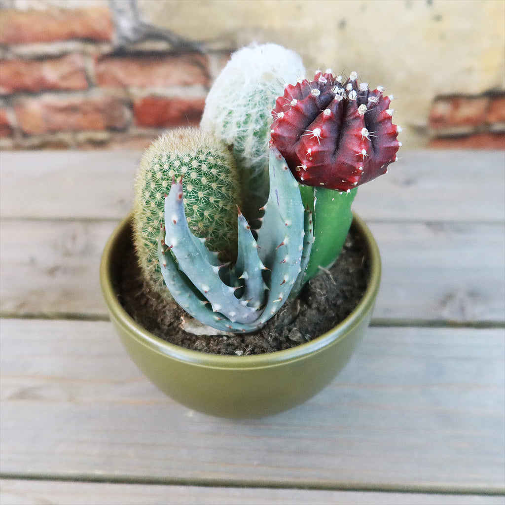 Gift 3 Cacti & 1 Succulent Assorted Ceramic Bowl Planters