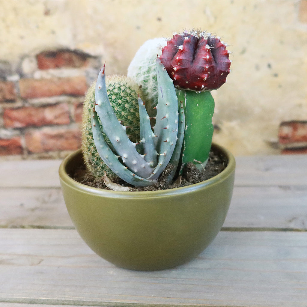 Gift 3 Cacti & 1 Succulent Assorted Ceramic Bowl Planters