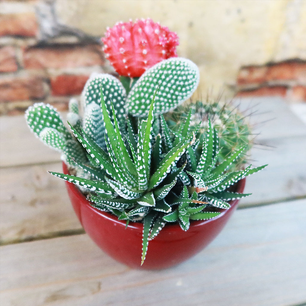 Gift 3 Cacti & 1 Succulent Assorted Ceramic Bowl Planters