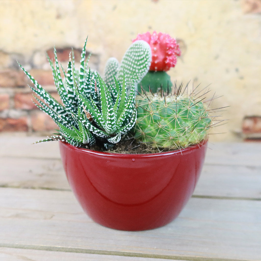 Gift 3 Cacti & 1 Succulent Assorted Ceramic Bowl Planters