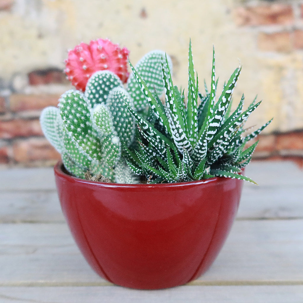 Gift 3 Cacti & 1 Succulent Assorted Ceramic Bowl Planters