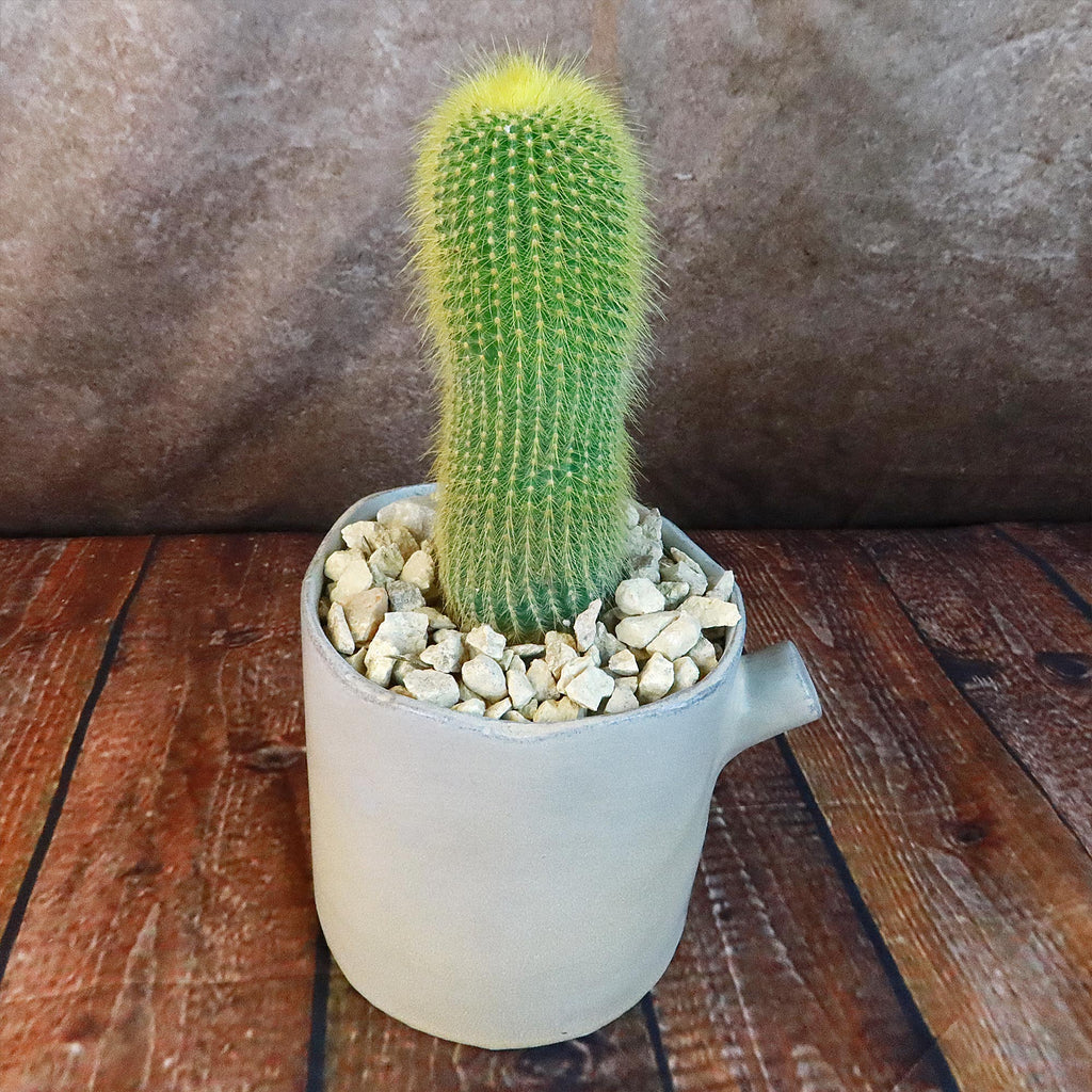 Gift Birch Tree Trunk w/ Cactus or Succulent