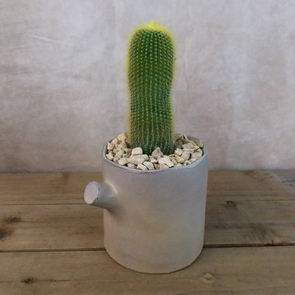Gift Birch Tree Trunk w/ Cactus or Succulent