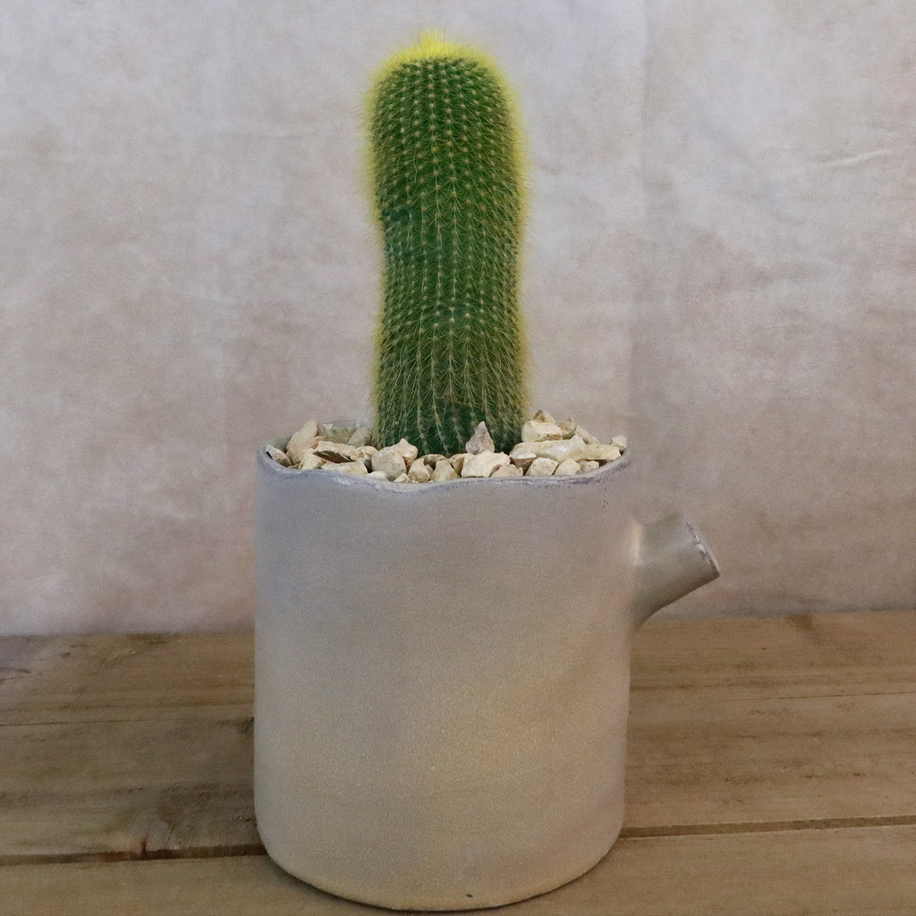 Gift Birch Tree Trunk w/ Cactus or Succulent