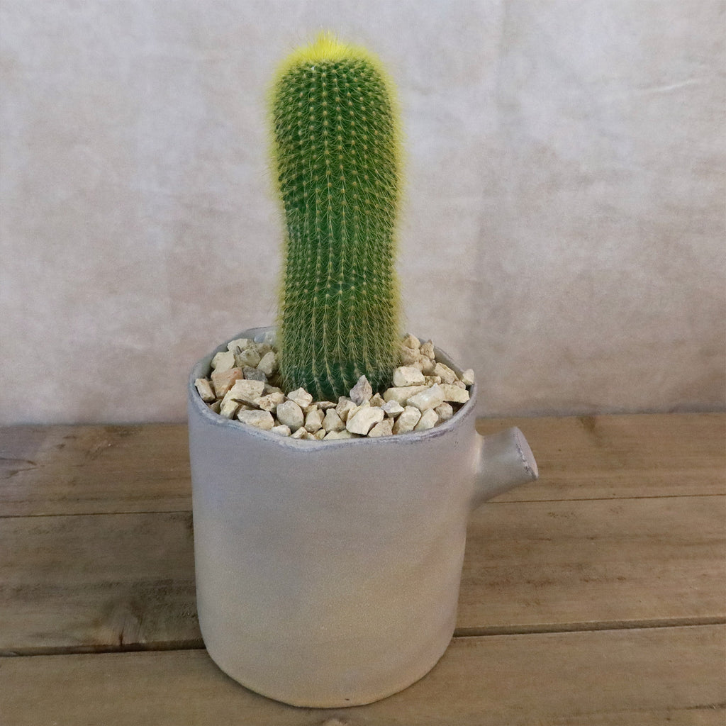 Gift Birch Tree Trunk w/ Cactus or Succulent