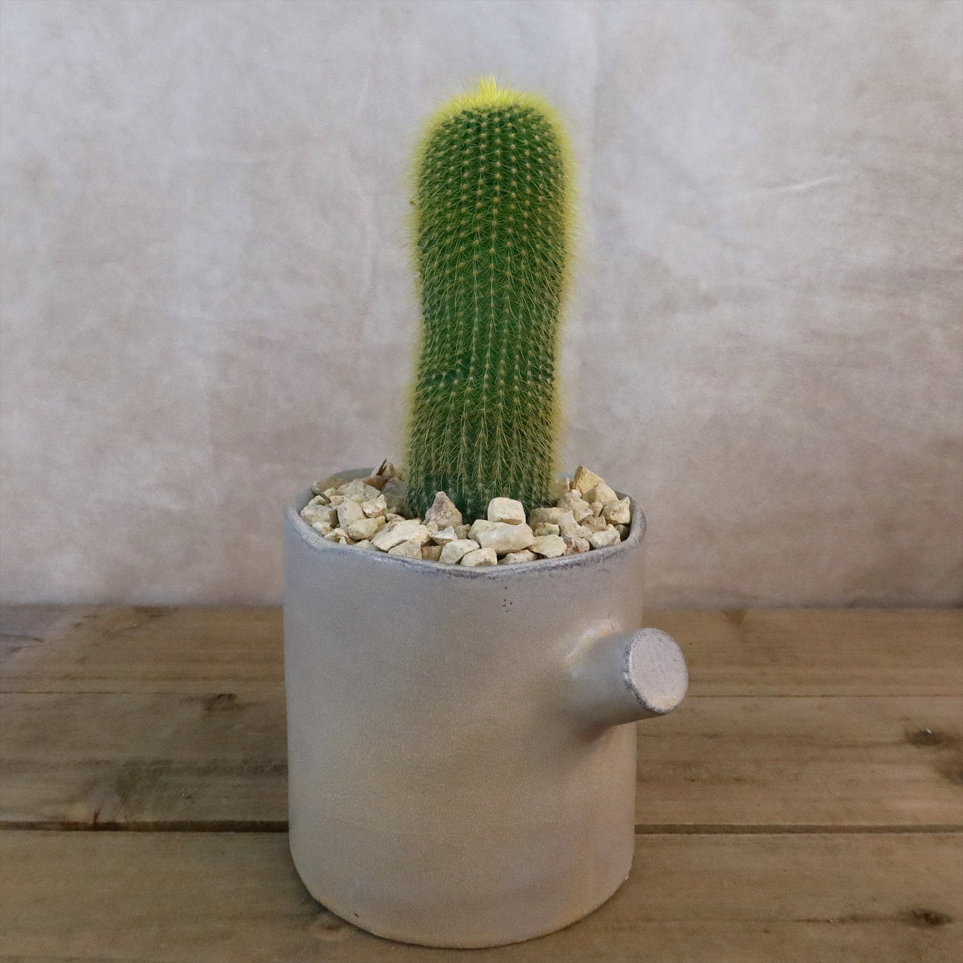 birch succulent Gift Birch Tree Trunk w/ Cactus or Succulent 4.7" w/ Succulent