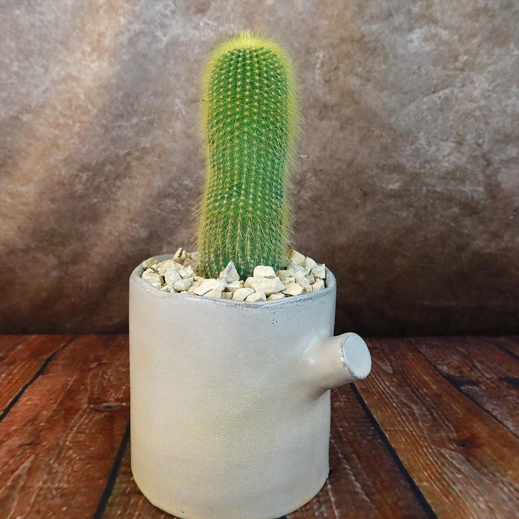 Gift Birch Tree Trunk w/ Cactus or Succulent