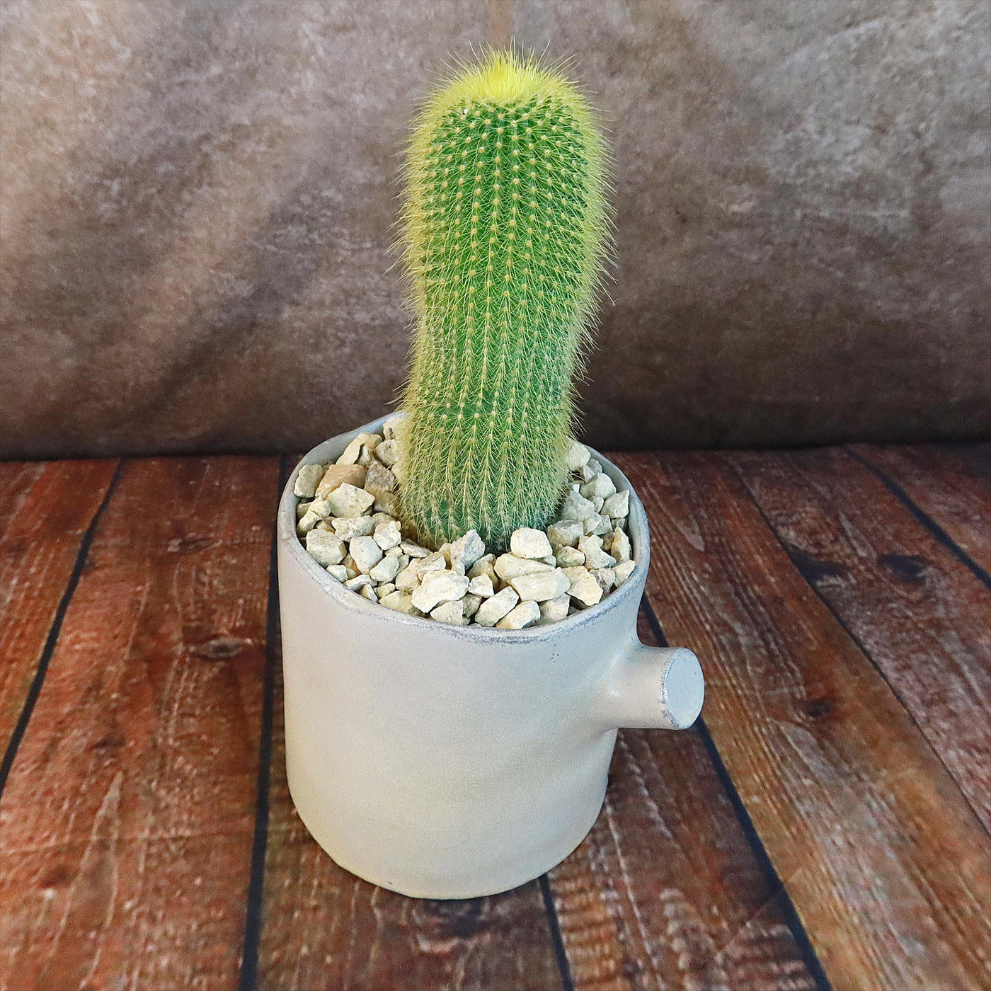 birch succulent Gift Birch Tree Trunk w/ Cactus or Succulent 4.7" w/ Succulent