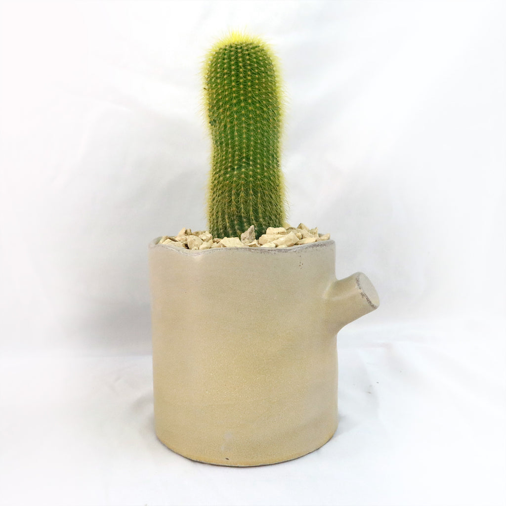 Gift Birch Tree Trunk w/ Cactus or Succulent