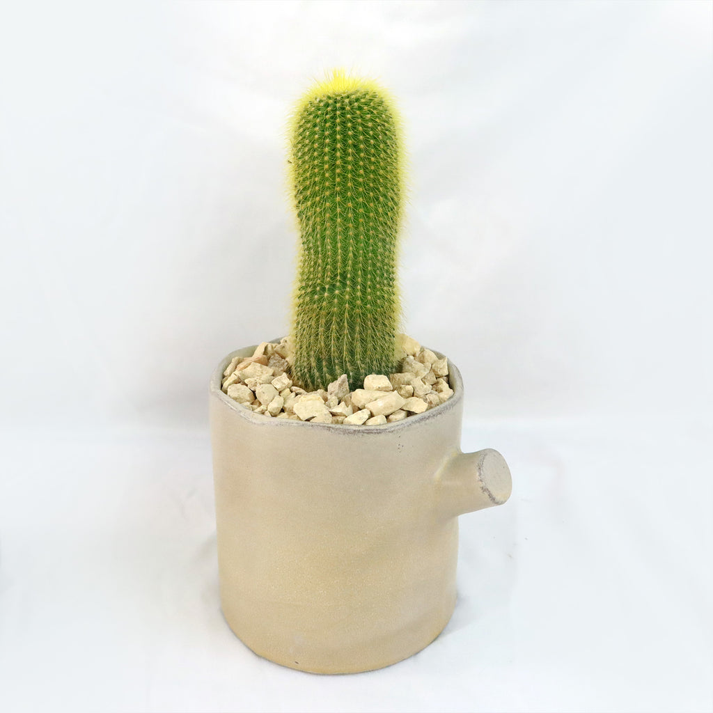 Gift Birch Tree Trunk w/ Cactus or Succulent