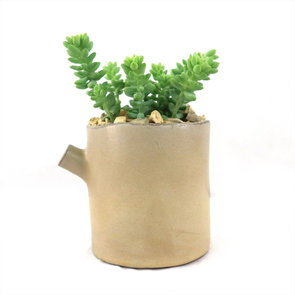 Gift Birch Tree Trunk w/ Cactus or Succulent