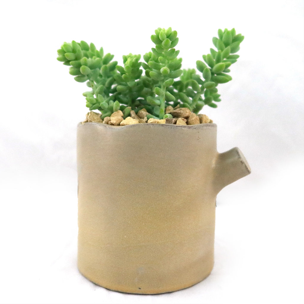 Gift Birch Tree Trunk w/ Cactus or Succulent