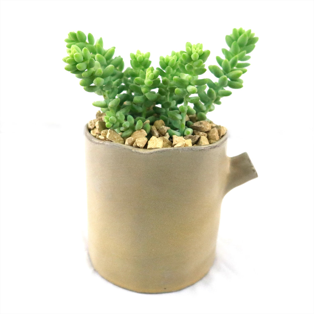 Gift Birch Tree Trunk w/ Cactus or Succulent