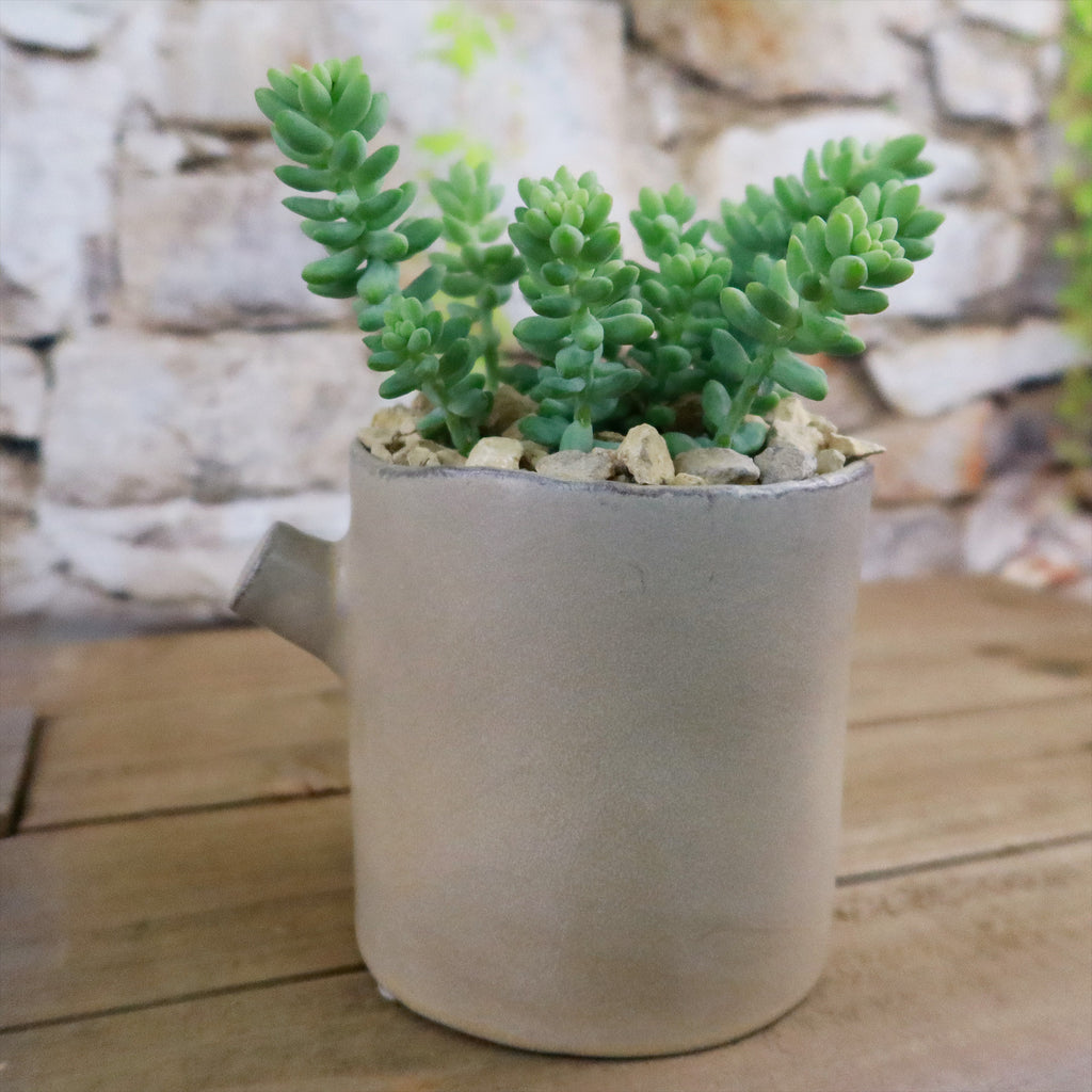 Gift Birch Tree Trunk w/ Cactus or Succulent