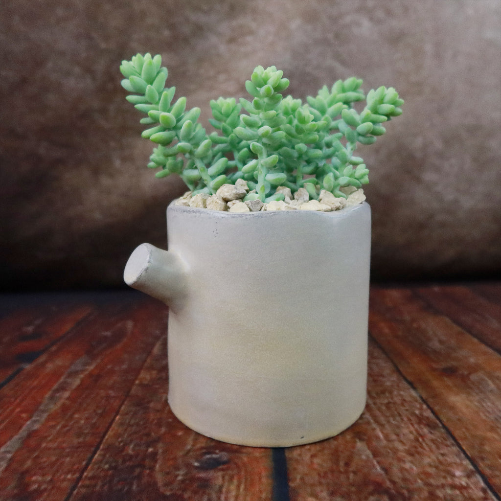 Gift Birch Tree Trunk w/ Cactus or Succulent