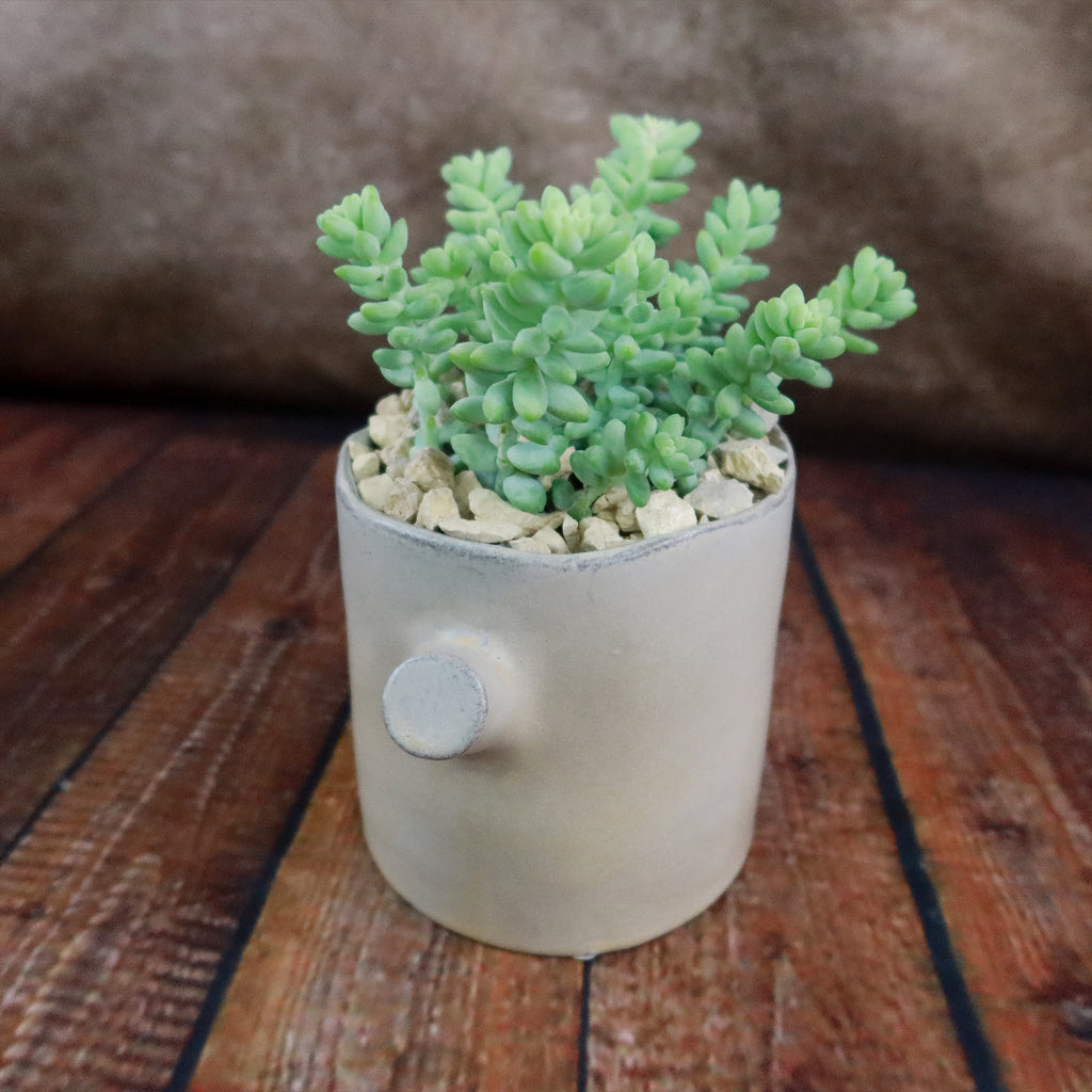 Gift Birch Tree Trunk w/ Cactus or Succulent