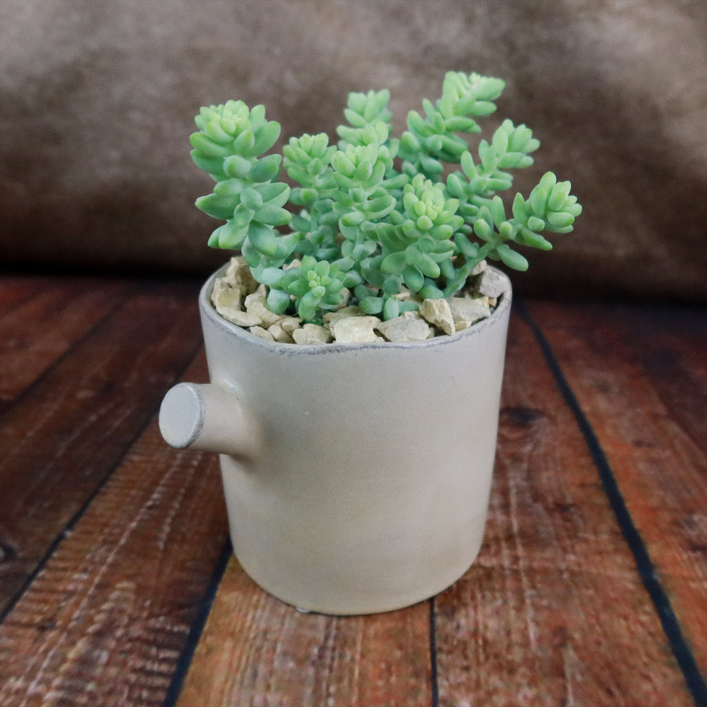 Gift Birch Tree Trunk w/ Cactus or Succulent