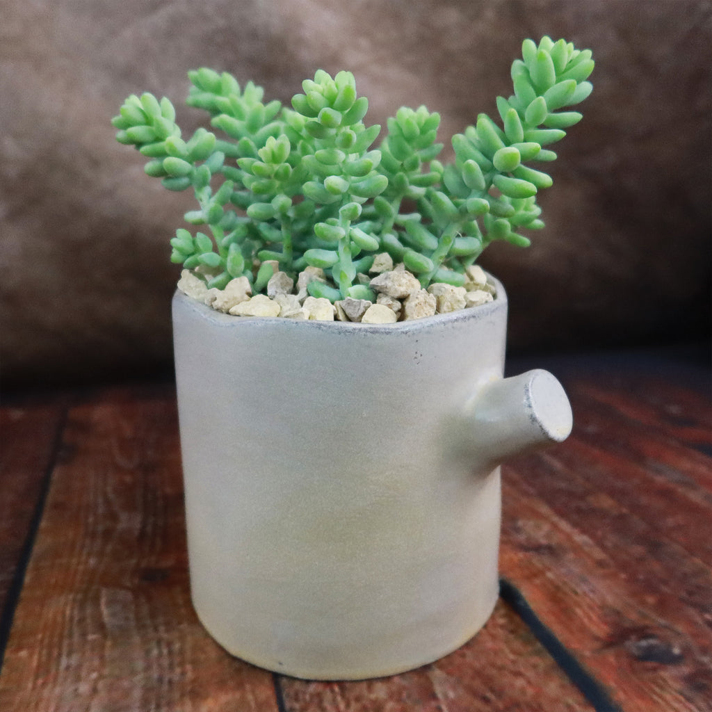 Gift Birch Tree Trunk w/ Cactus or Succulent