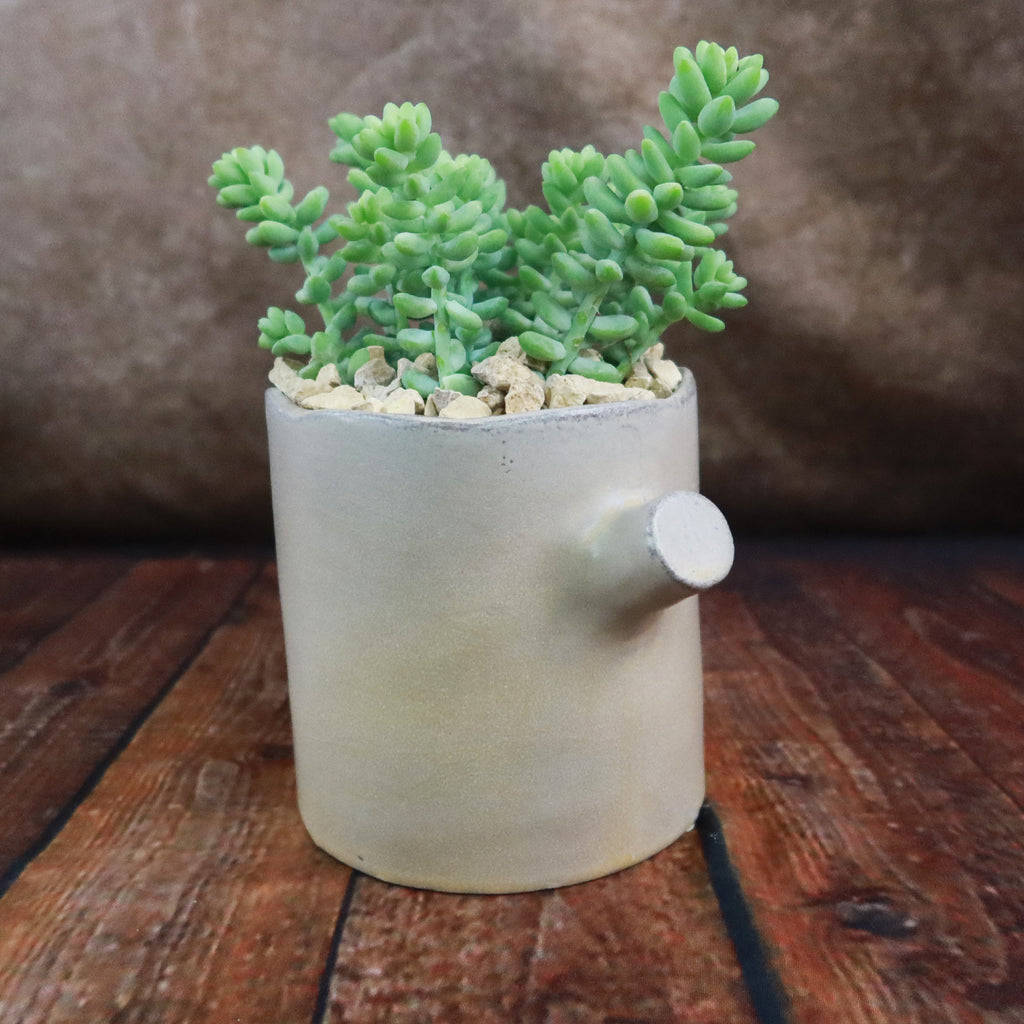 Gift Birch Tree Trunk w/ Cactus or Succulent