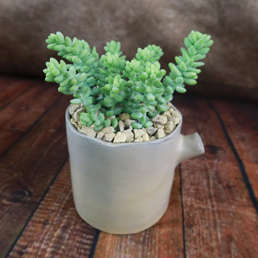 Gift Birch Tree Trunk w/ Cactus or Succulent