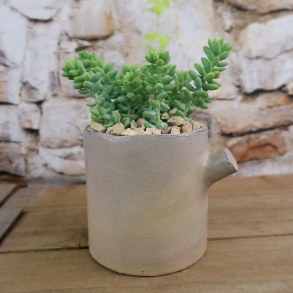 Gift Birch Tree Trunk w/ Cactus or Succulent