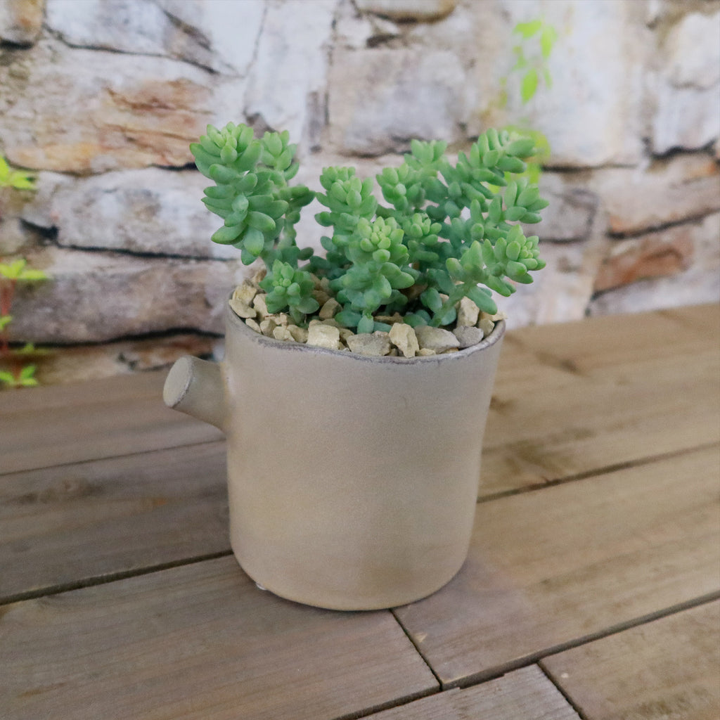 Gift Birch Tree Trunk w/ Cactus or Succulent