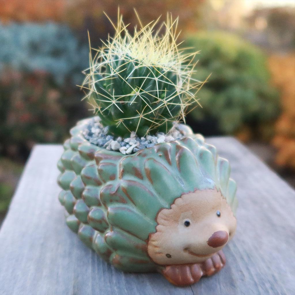 Gift Ceramic Animal Planters for Indoor With Cactus or Succulent