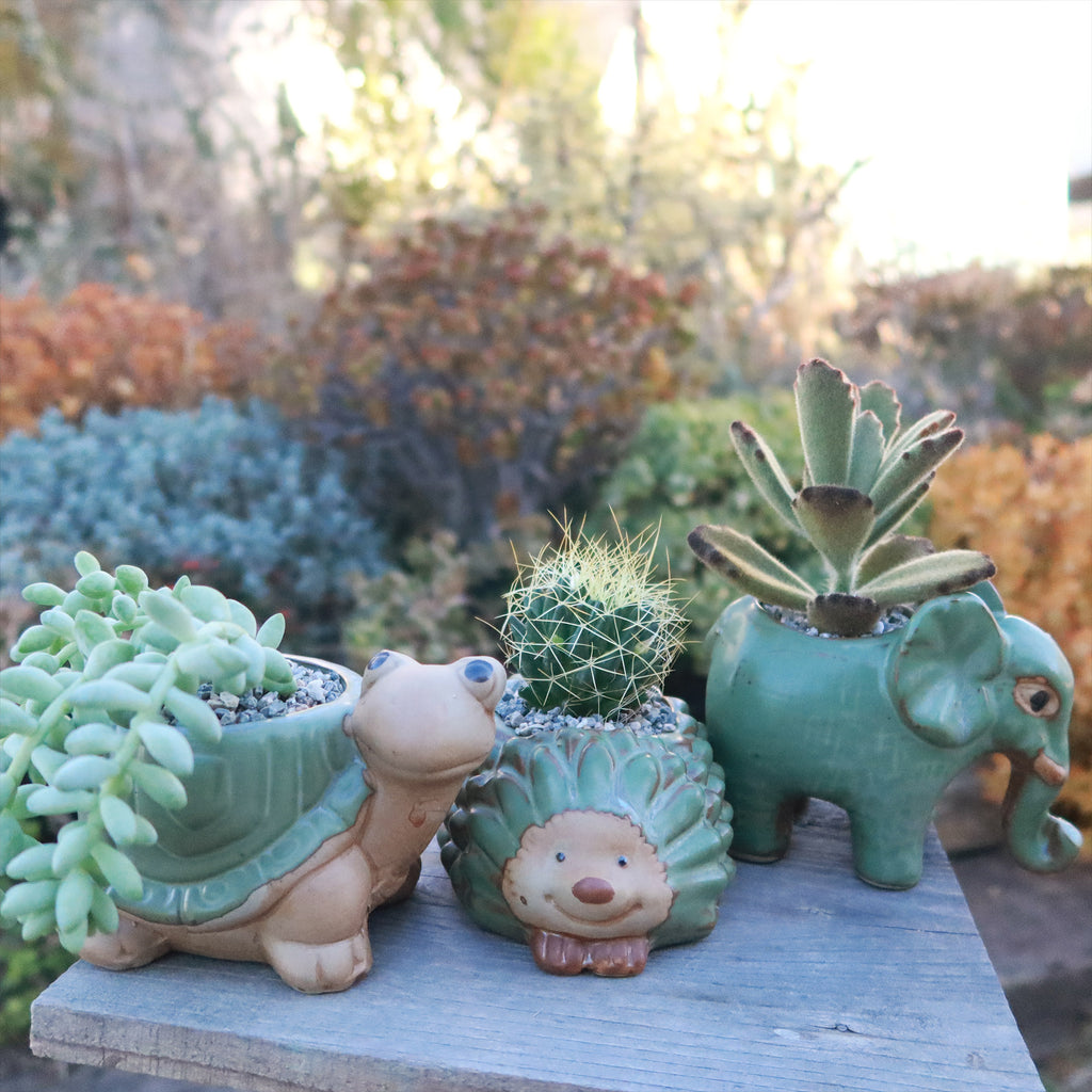 Gift Ceramic Animal Planters for Indoor With Cactus or Succulent