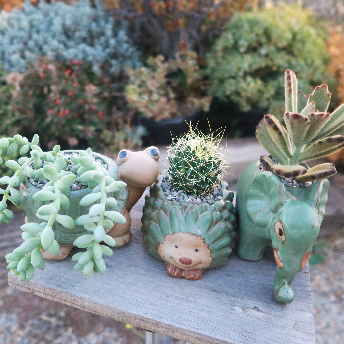 succulents etsy Gift Ceramic Animal Planters for Indoor With Cactus or Succulent 4" Snail / w/ Cactus