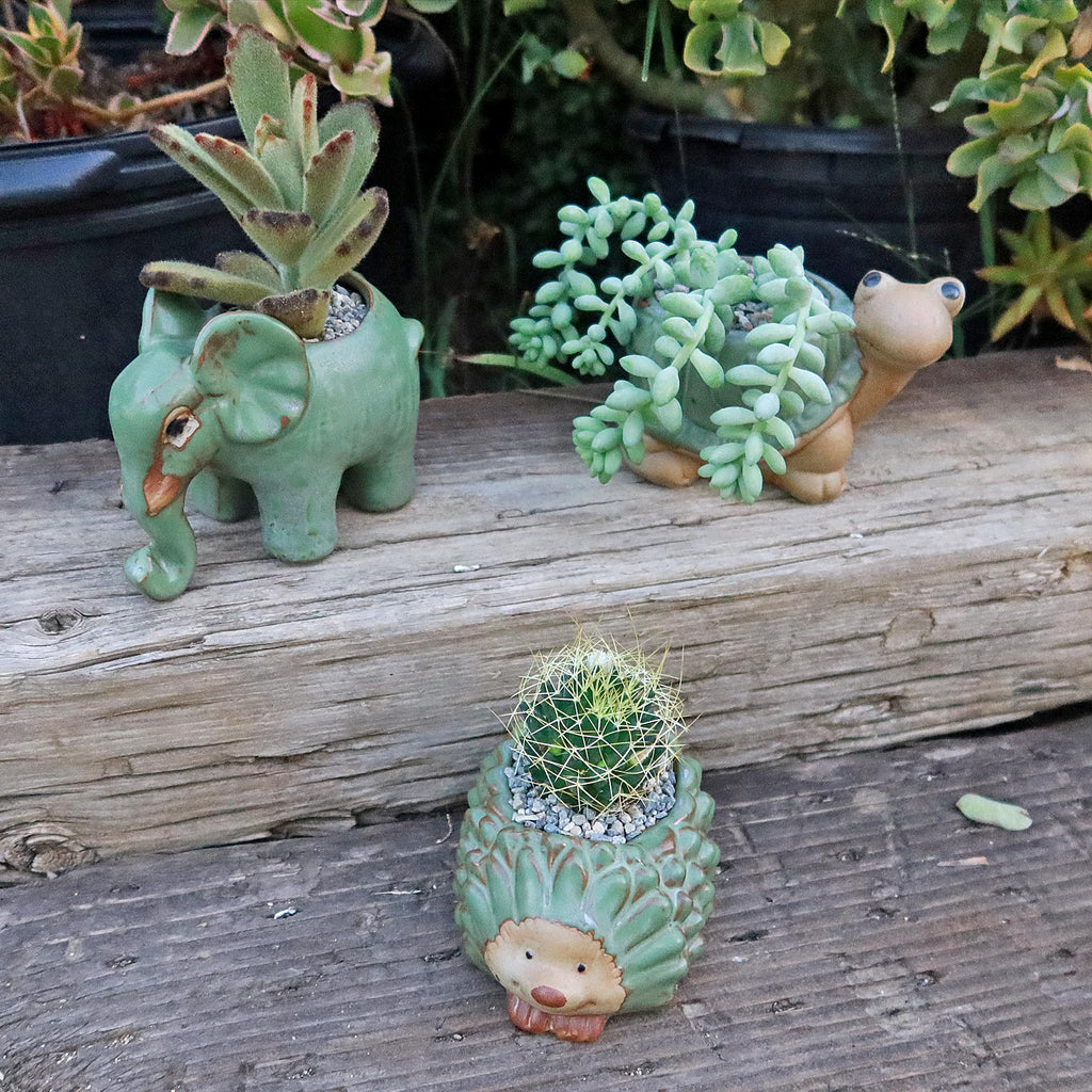 Gift Ceramic Animal Planters for Indoor With Cactus or Succulent