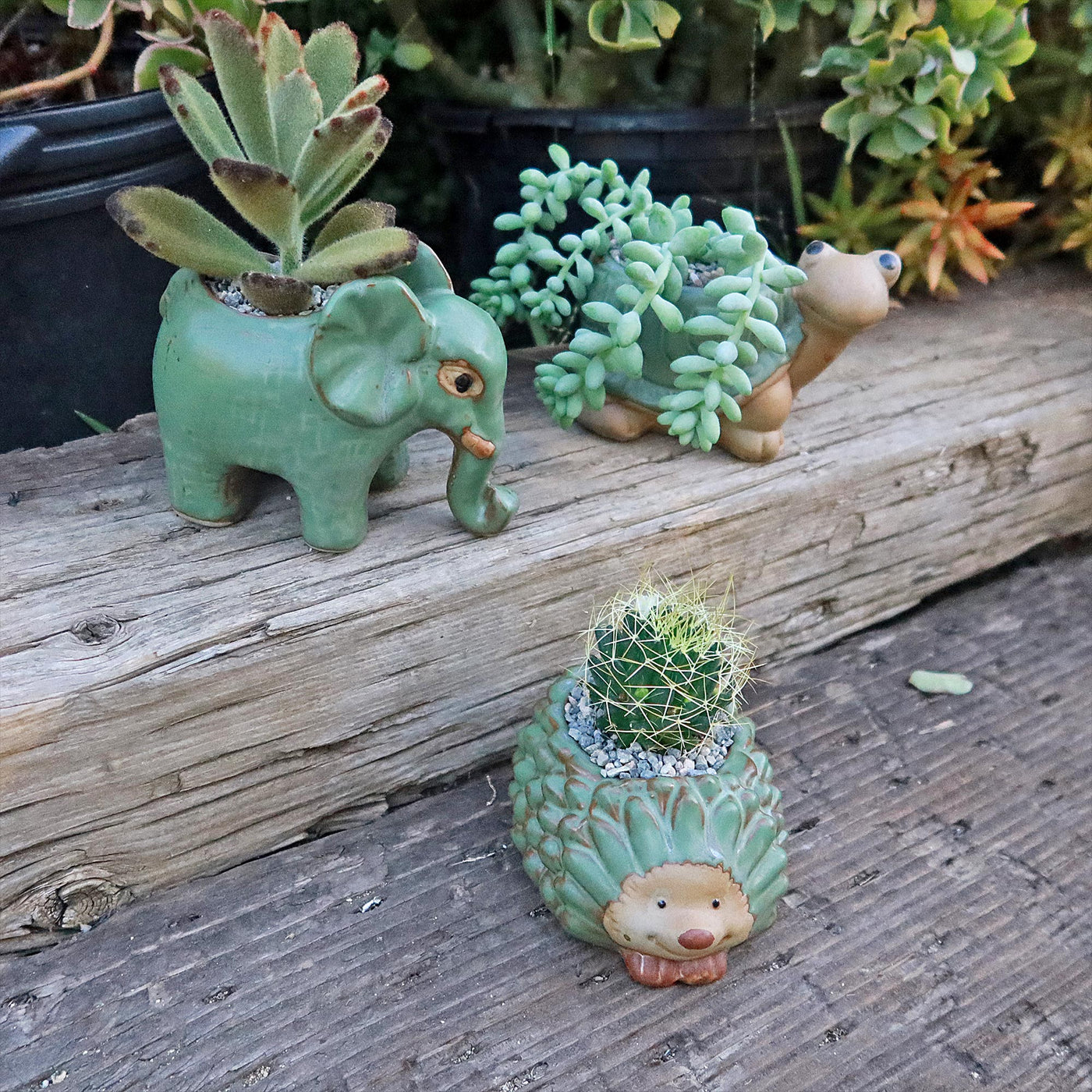 animal succulent pots Gift Ceramic Animal Planters for Indoor With Cactus or Succulent 4" Snail / w/ Cactus