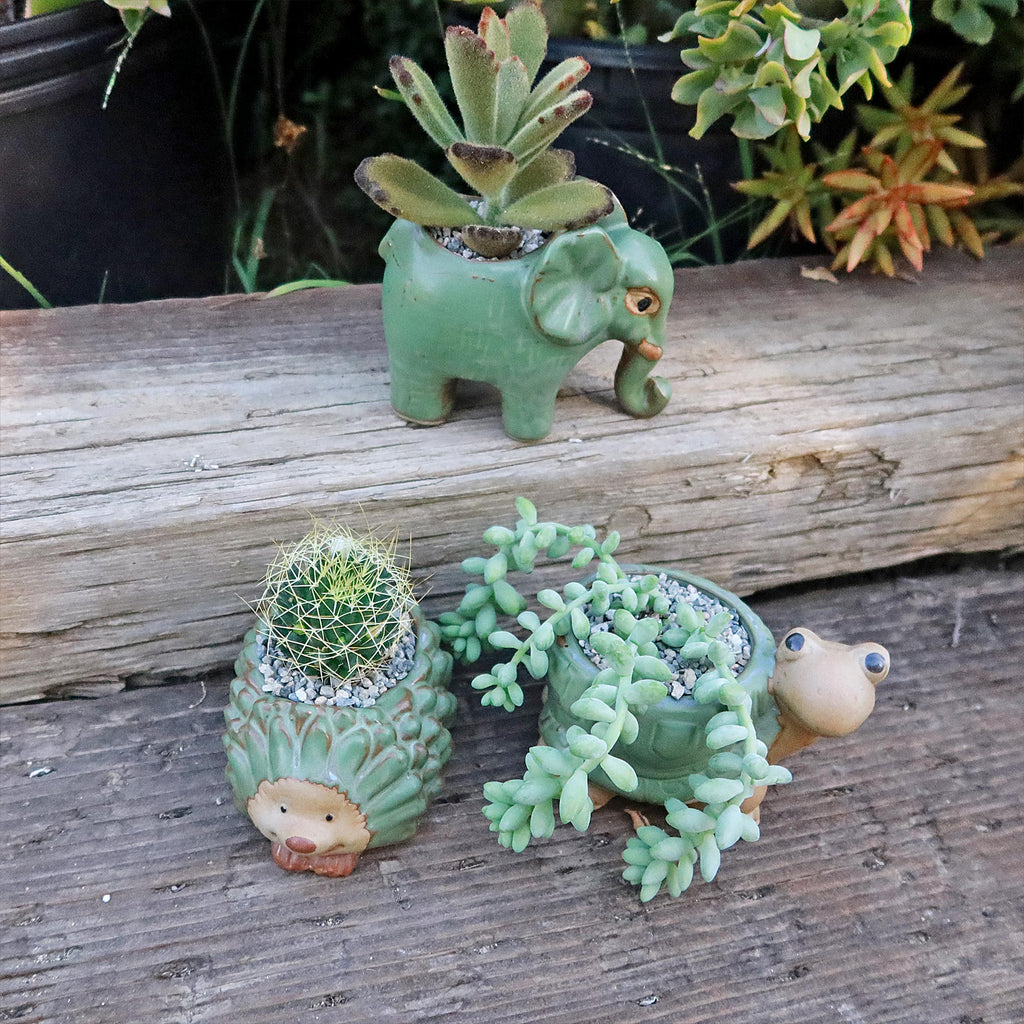 Gift Ceramic Animal Planters for Indoor With Cactus or Succulent