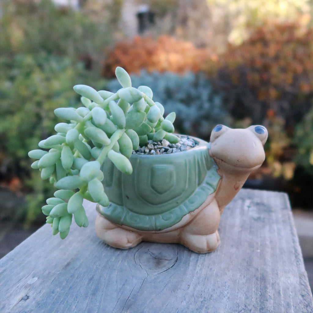 Gift Ceramic Animal Planters for Indoor With Cactus or Succulent