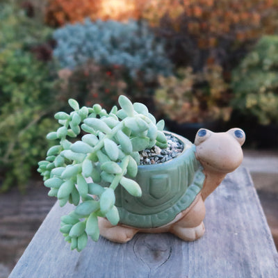 potted plant animal Gift Ceramic Animal Planters for Indoor With Cactus or Succulent 4" Snail / w/ Cactus