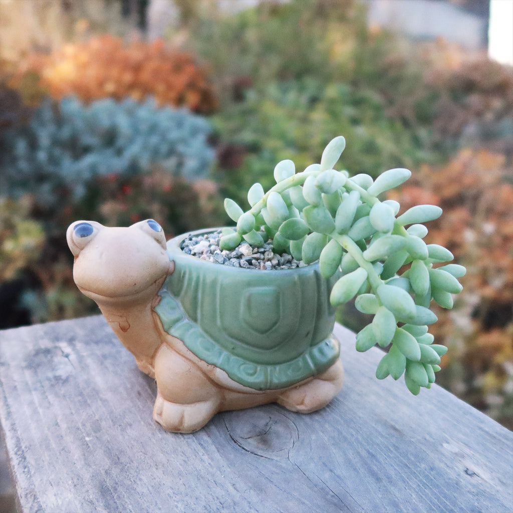 Gift Ceramic Animal Planters for Indoor With Cactus or Succulent