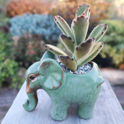 succulent in elephant pot Gift Ceramic Animal Planters for Indoor With Cactus or Succulent 3" Hedgehog / w/ Cactus